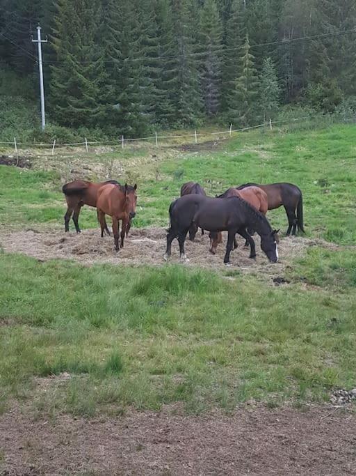 River Run Ranch - Telemark Drangedal Εξωτερικό φωτογραφία