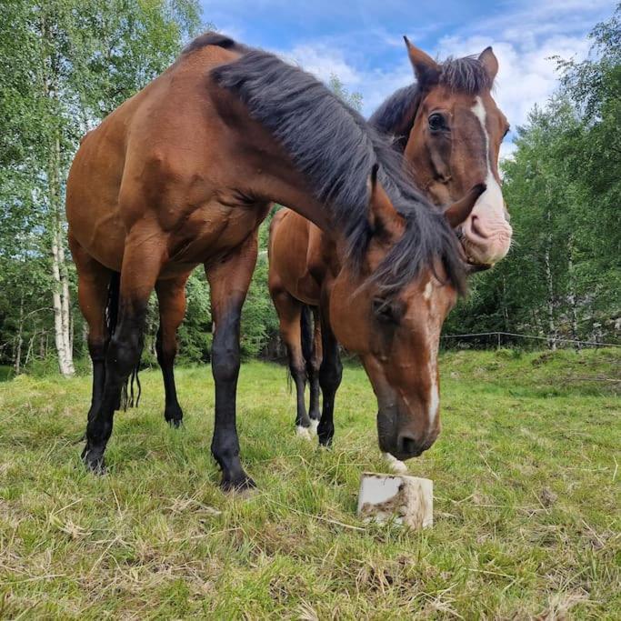 River Run Ranch - Telemark Drangedal Εξωτερικό φωτογραφία