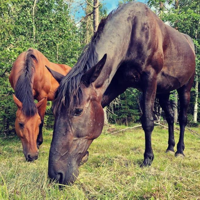 River Run Ranch - Telemark Drangedal Εξωτερικό φωτογραφία