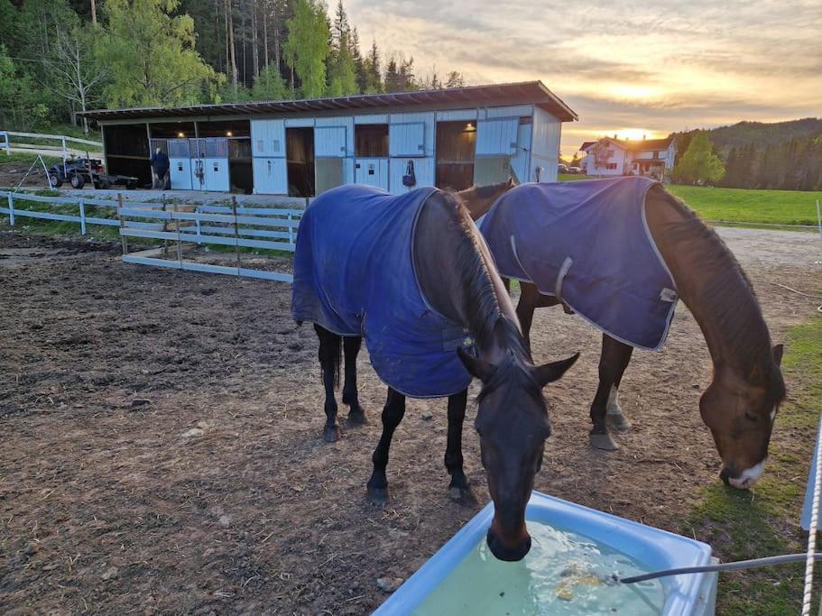River Run Ranch - Telemark Drangedal Εξωτερικό φωτογραφία